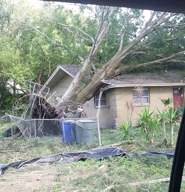 tree on house