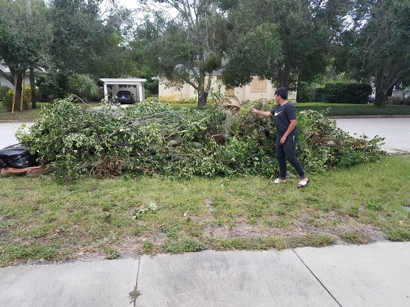 tree pile